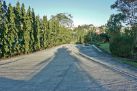 THE DROP OFF & PARKING