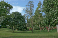 THE PARKLAND
